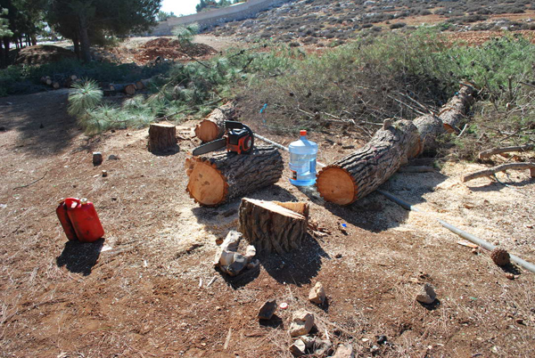 The Forestry Department says 13 people are behind the violations committed in the forests of Ajloun and Jerash